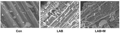 A Combination of Lactic Acid Bacteria and Molasses Improves Fermentation Quality, Chemical Composition, Physicochemical Structure, in vitro Degradability and Rumen Microbiota Colonization of Rice Straw